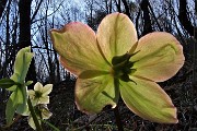 29  Rosa di Natale -Elleboro (Helleborus niger)